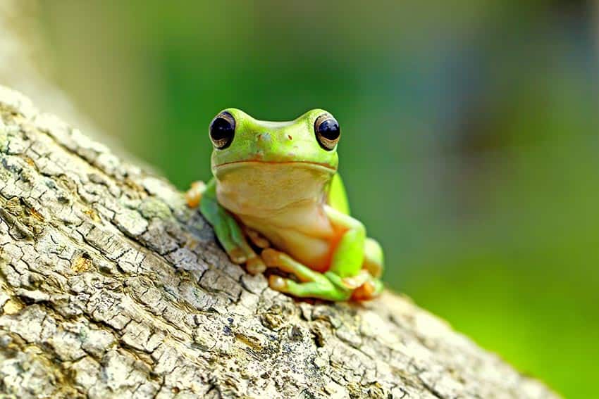 La Grenouille qui ne savait pas qu'elle était cuite